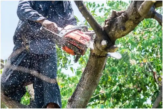tree services Island City